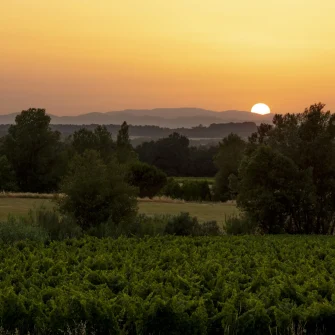 Voyage sensoriel entre vigne, terroir et patrimoine