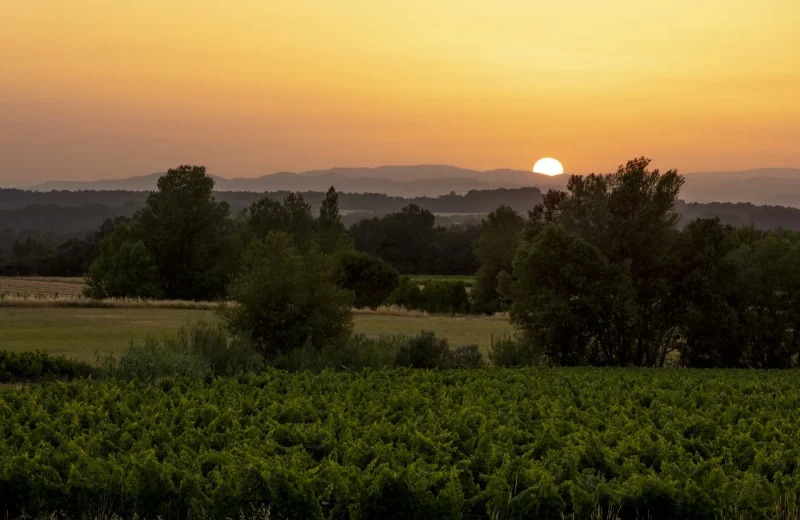 Voyage sensoriel entre vigne, terroir et patrimoine