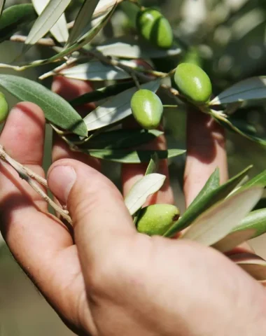 Olives en Fête