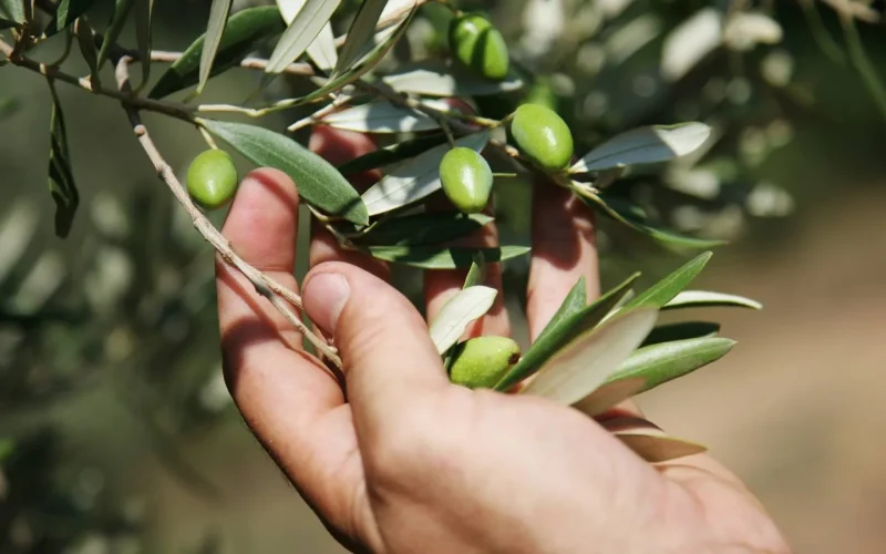 Olives en Fête