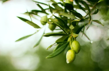 Tout savoir sur l’AOP Olive et Huile d’olive de Nîmes