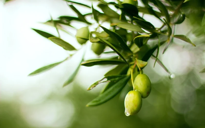 Tout savoir sur l’AOP Olive et Huile d’olive de Nîmes