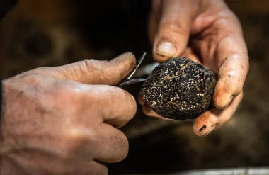 Foire aux questions : la truffe noire du Pays d’Uzès Pont du Gard