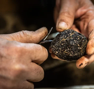 Foire aux questions : la truffe noire du Pays d’Uzès Pont du Gard