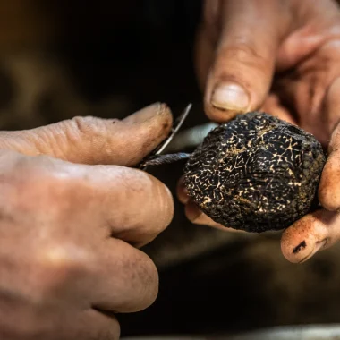 Foire aux questions : la truffe noire du Pays d’Uzès Pont du Gard