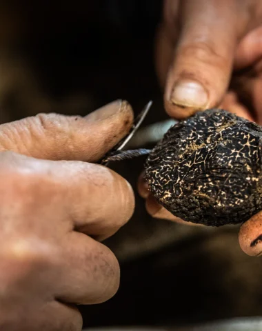 Foire aux questions : la truffe noire du Pays d’Uzès Pont du Gard