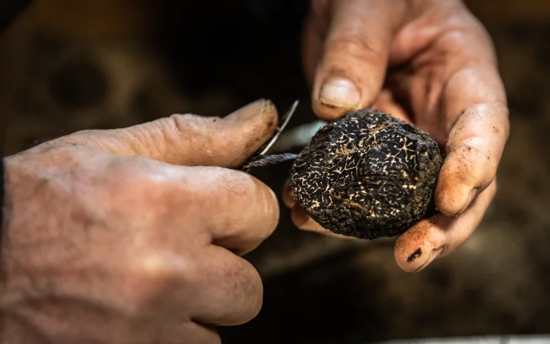 Foire aux questions : la truffe noire du Pays d’Uzès Pont du Gard